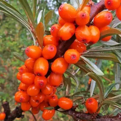 Облепиха ДЖЕМОВАЯ в Минске