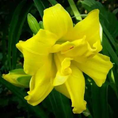 Лилейник ДАБЛ РИВЕР ВАЙ гибридный в Минске