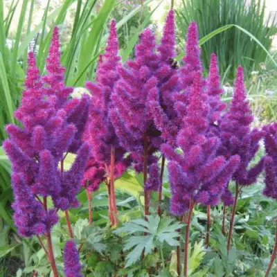 Астильба БЛЭК ЭНД БЛУ китайская в Минске