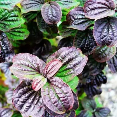 Дерен КОМПРЕССА кроваво-красный в Минске