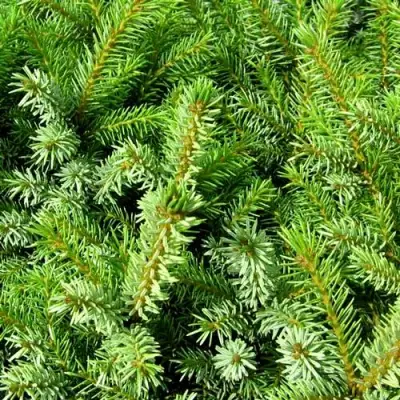 Ель НАНА сербская в Минске