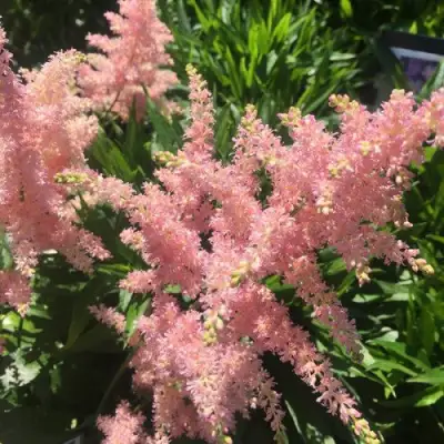 Астильба БРЕССИНГЕМ БЬЮТИ Арендса в Минске