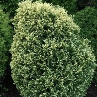 Туя ЛИТОМИШИЛ западная в Минске