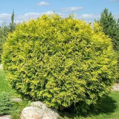Туя ГОЛДЕН ГЛОБ западная в Минске