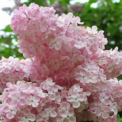 Сирень ВЕЧЕРНИЙ ЗВОН в Минске