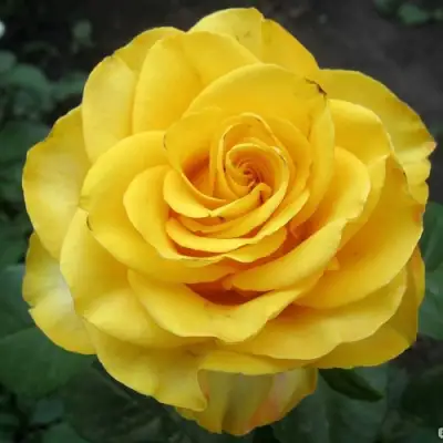 Роза КЕРИО чайно-гибридная в Минске