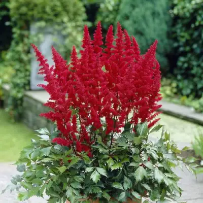 Астильба СПАРТАН Арендса в Минске