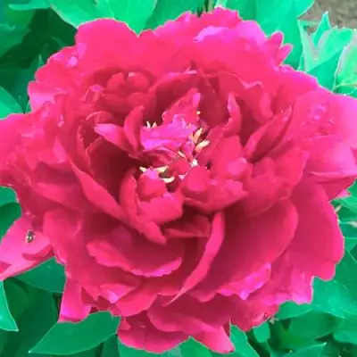 Пион ОСТРОВНОЙ МИНИСТР древовидный в Минске