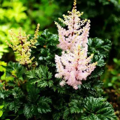 Астильба ЛИЛИПУТ курчавая в Минске