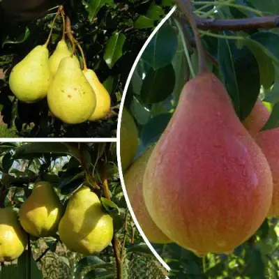 Комплект ТРИ ГРАЦИИ в Минске