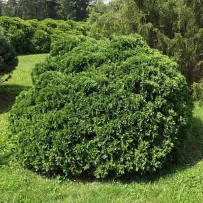 Туя УМБРАКУЛИФЕРА западная в Минске