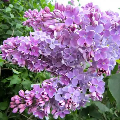 Сирень ОЛЯ в Минске