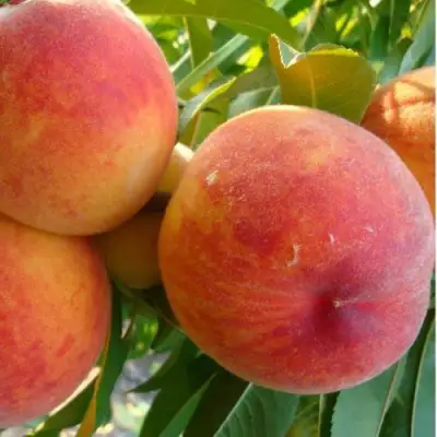 Персик ДИВНЫЙ в Минске