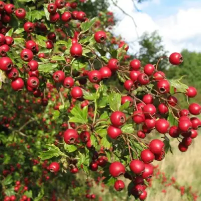 Боярышник ЗБИГНЕВ в Минске