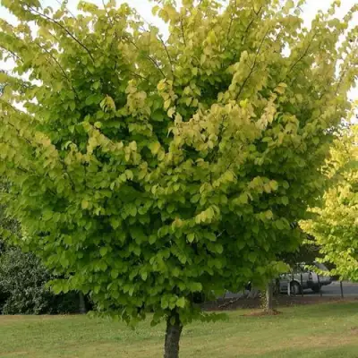 Вяз обыкновенный в Минске