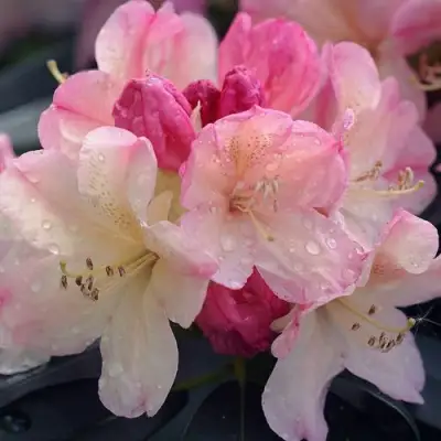 Рододендрон ПЕРСИ ВАЙСМАН в Минске