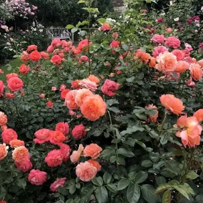 Роза БЕЛЬВЕДЕР шраб в Минске