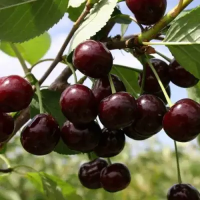 Вишня СВЕРДЛОВЧАНКА степная в Минске