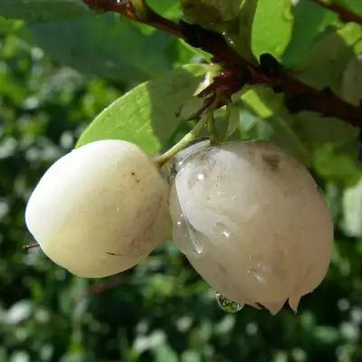 Голубика СНЕГУРОЧКА в Минске