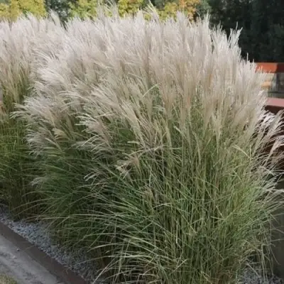 Мискантус КЛЯЙН СИЛЬБЕРСПАЙН китайский  в Минске