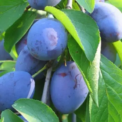 Слива ПЕРДРИГОН в Минске