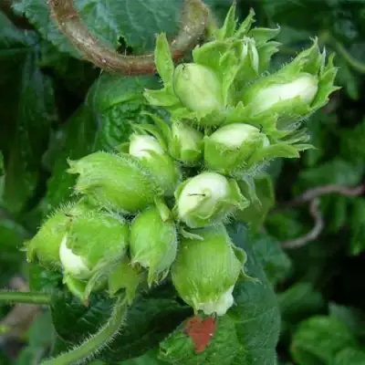 Фундук ВЕББА ЦЕННЫЙ в Минске