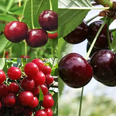 Комплект ВИШНЕВЫЙ САД в Минске