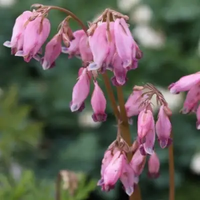 Дицентра изящная в Минске