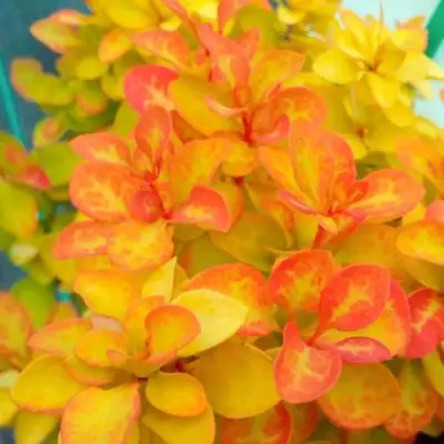 Барбарис САММЕР САНСЕТ тунберга в Минске