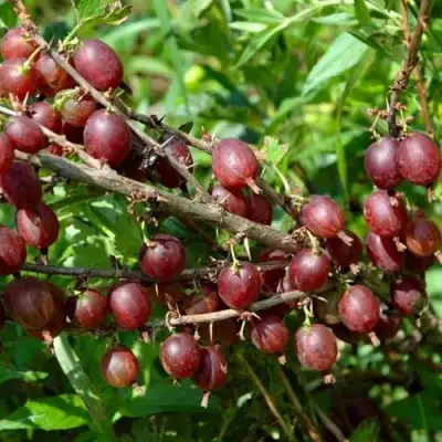 Крыжовник ОЛАВИ (ХИННОНМАЕН ПУНАЙНЕН) в Минске