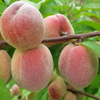 Персик ЕЛГАВСКИЙ в Минске