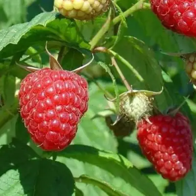 Малина ТАДМОР в Минске