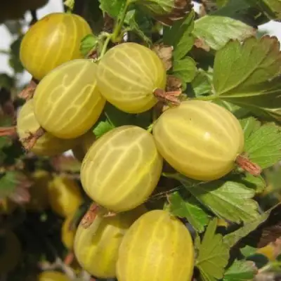 Крыжовник ЯРОВОЙ в Минске