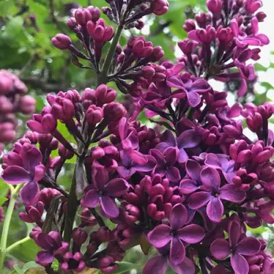 Сирень ЛЮДВИГ ШПЕТ в Минске