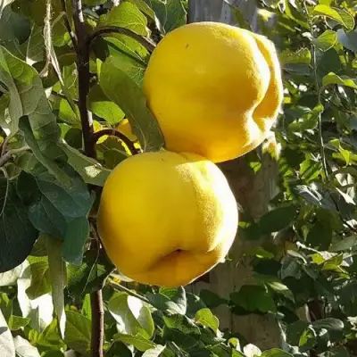 Айва МАРИЯ в Минске