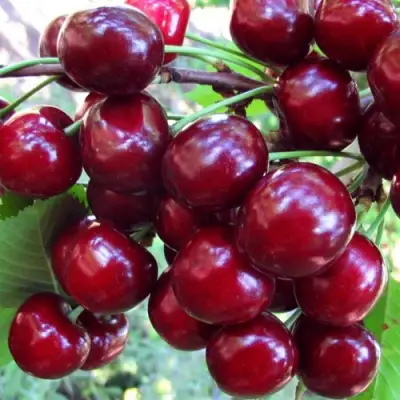 Вишня ЖУКОВСКАЯ в Минске