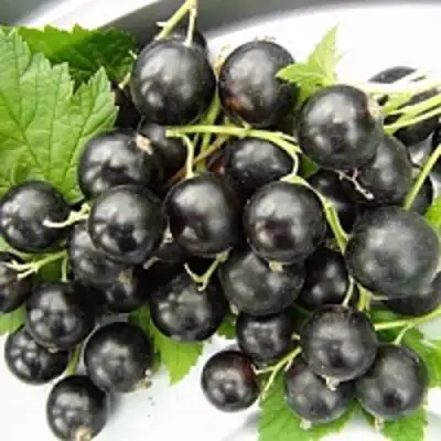 Смородина чёрная ТИТАНИЯ в Минске