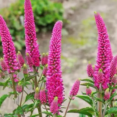 Вероника ФЕРСТ ЛАВ длиннолистная в Минске