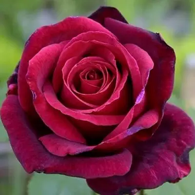 Роза ПАПА МЕЙЯН чайно-гибридная в Минске