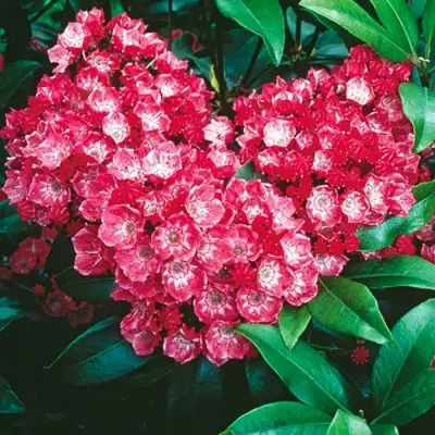 Кальмия КАРДИНАЛ в Минске