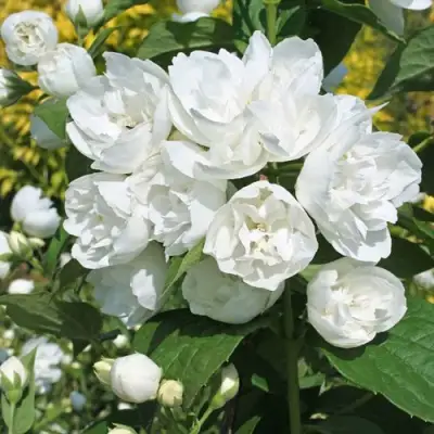 Жасмин махровый в Минске