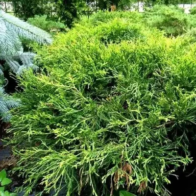 Кипарисовик ФИЛИФЕРА АУРЕА ВАРИЕГАТТА горохоплодный в Минске