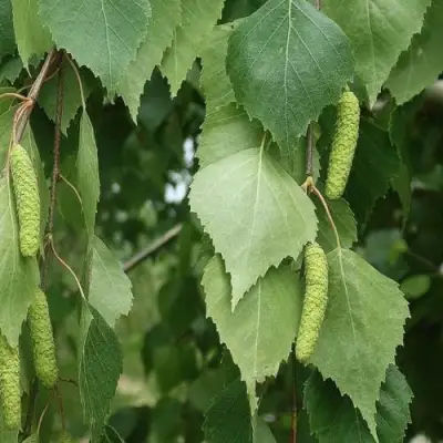 Береза бородавчатая в Минске