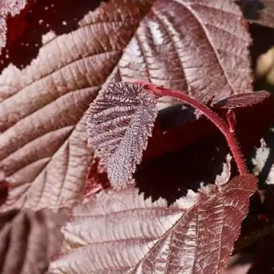 Фундук СИРЕНА в Минске