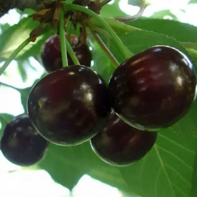 Дюк КСЕНИЯ (ЧЕРЕВИШНЯ) в Минске