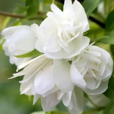 Жасмин МАНТО Д’ЭРМИН в Минске