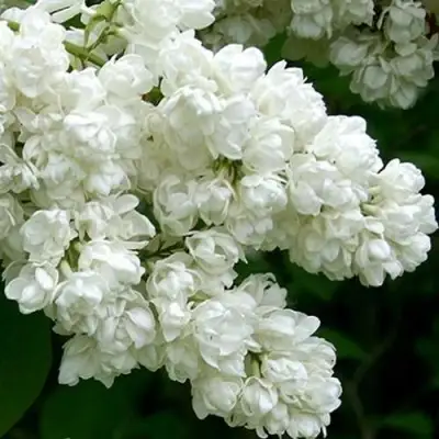 Сирень ПАМЯТЬ О КОЛЕСНИКОВЕ в Минске