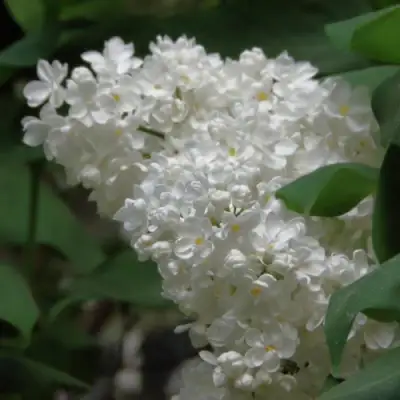 Сирень РУССКИЙ СЕВЕР в Минске