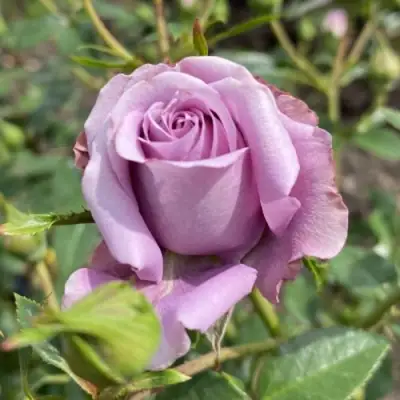 Роза БИЛОНА спрей в Минске