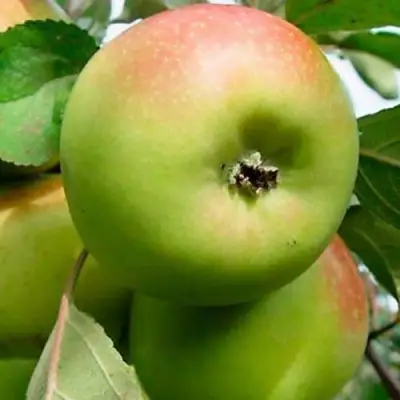 Яблоня БРАТ ЧУДНОГО стелющаяся в Минске